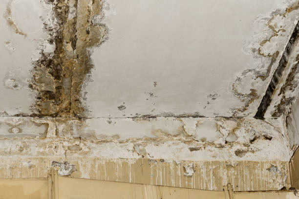  South Shore, KY Mold Removal Pros
