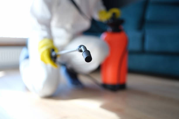 Best Attic Mold Removal  in South Shore, KY
