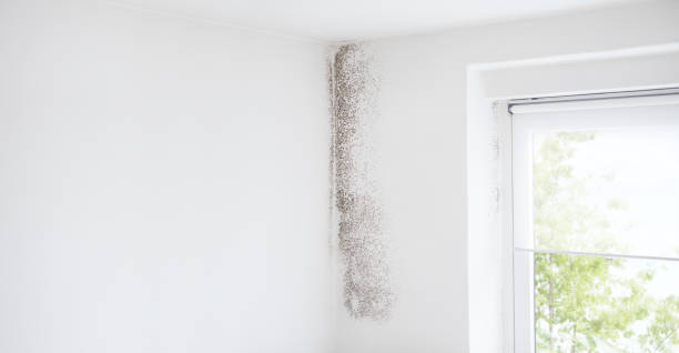 Best Dehumidification Services  in South Shore, KY