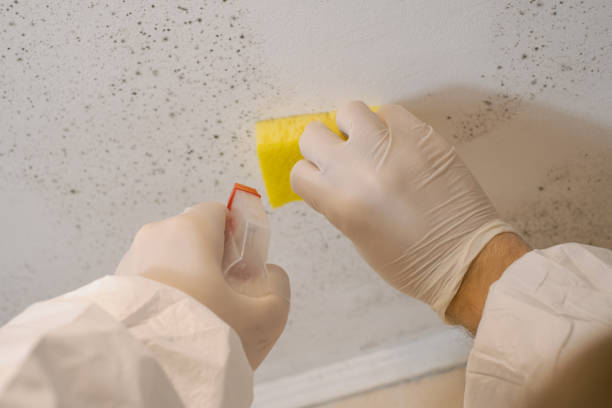 Trusted South Shore, KY Mold Removal Experts