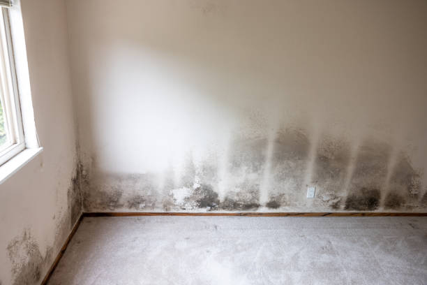 Best Asbestos and Lead Testing During Mold Inspection  in South Shore, KY