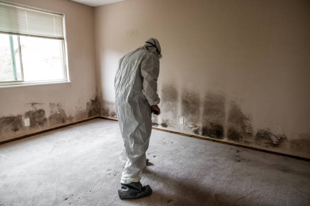 Best Comprehensive Air Testing for Mold Contaminants  in South Shore, KY