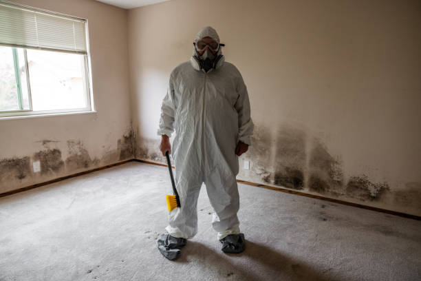 Best Mold Odor Removal Services  in South Shore, KY