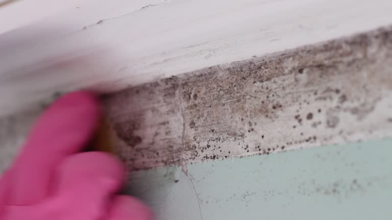 Best Airborne Mold Testing  in South Shore, KY